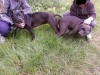 vand pui pitbull