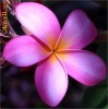 Seminte Flori Plumeria Rubra ( Frangipani )