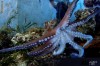 Caracatita Vulgaris
