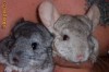 Pui CHINCHILLA in BUCURESTI Pui CHINCHILLA in BUCURESTI