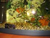 Pesti acvariu Guppy (Poecilia reticulata, gupi, gupy)