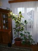 Ficus