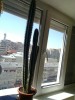Cactus peste 1m