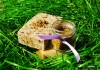 Sapun natural (organic, bio - la rece) cu propolis