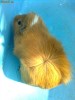 Porcusori de guineea