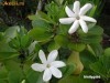 Ulei de MONOI DE TAHITI 100% pur si natural