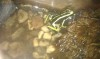 vand broaste exotice dart frogs