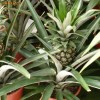 Ananas comosus
