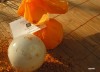 Citrusfresh - bomba efervescenta de baie cu aroma de portocala