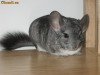 De vanzare microferma chinchilla