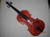 Viola