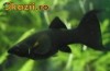 Vand pui Black Molly