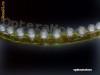 Banda Led Tunning