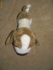 Catel de plus cap mare