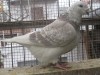 PORUMBEI STANDARD DE VANZARE