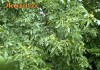 Puiet pomi fructiferi, nuci Juglans regia....