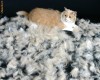FURMINATOR MEDIUM - Peria minune anti-naparlire pentru  pisici si caini, pisica, caine ( MARIMEA ''M'' - MEDIE - 6,8 cm)