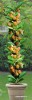 MIRACOSE COLUMNAR (HIBRID intre cais si prun) (special pt. BALCON, TERASA sau GRADINA)