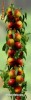 NECTARIN COLUMNAR (special pt. BALCON, TERASA sau GRADINA)