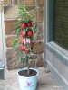 MAR COLUMNAR, TIMPURIU (special pt. BALCON, TERASA sau GRADINA)