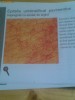 ATLAS DE HISTOLOGIE