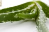 Aloe Vera Arborescens  si Barbadensis