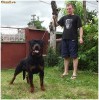 Vand pui de rottweiler Vand pui de rottweiler