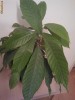 Arbore de cacao Theobroma cacao - var. Criollo (din el se face cacao cu aroma mai delicioasa decat cea care se gaseste pe piata)