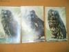 Carti postale animale bufnita in 3 ipostaze 3 buc