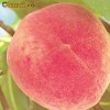 Pomi Fructiferi - Redhaven
