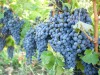 Vita de vie Pinot Noir