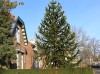 VAND ARBORE COADA MAIMUTEI SAU MONKEY'S TAIL TREE SAU MONKEY-PUZZLE TREE