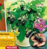 MINI VINETE de balcon (soiul Little Blue) rasaduri viguroase in ghivece de 10,5 cm.