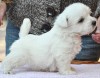 Vand pui WESTIE Vand pui WESTIE