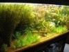 Pachetul ideal pt acvariu-plante+pesti+melci si Bonus carti electronice acvaristica