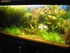 Pachet ieftin plante de spate(background)