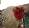 Vand 5 Cocosi Brahma Herminat - 1 an