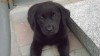 Pui de Labrador cu Pedigree