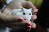 Vand Hamsteri pitici / Hamster pitic
