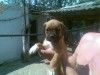 vand catei rasa boxer