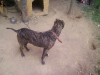 catea pitbull