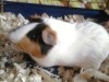 Porcusor de guineea + cusca NOUA + accesorii + mancare