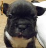 Puii Bulldog Francez