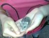 DONEZ 2 HAMSTERI PITICI
