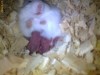 hamsteri pitici