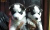 Husky de vanzare