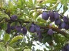 Palinca prune 100% naturala de Zalau