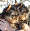 yorkshire terrier toy yorkshire terrier toy