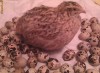Crescator Vand Oua Prepelita Tulcea - Prepelite Crescute Personal - Bio