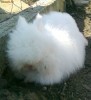 Vand iepuri din rasa marele belgian si angora pitic !!!